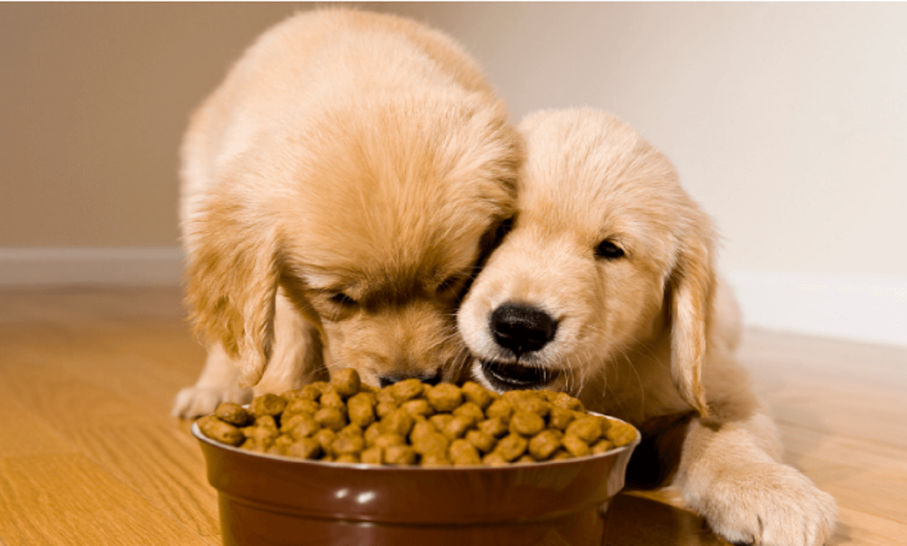 How to Measure for Raised Pet Food Bowls and Why