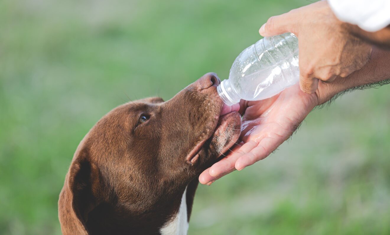 http://www.pawaii.com/cdn/shop/articles/pw-blog-how-much-water-should-a-dog-drink-img1.jpg?v=1662700880