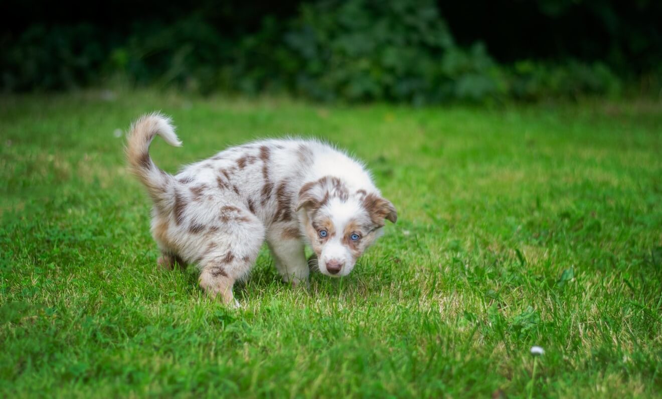 why-is-your-dog-peeing-in-the-house