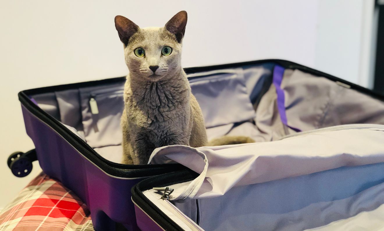 Tips for a Safe and Enjoyable Flight with Your Cat